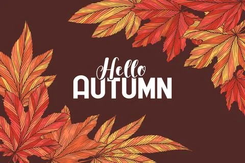 Hello autumn vector banner template with colorful hand drawn maple leaves i.. Stock Illustration