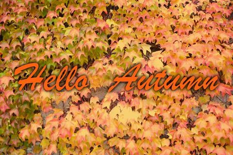 Hello, Autumn, yellow natural pattern, background of fallen leaves, golden le Stock Photos