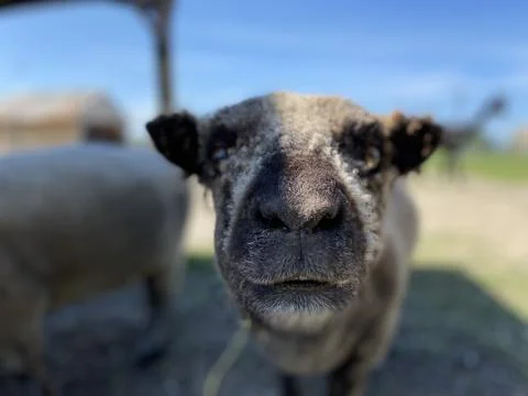 Hello beautiful sheep. Stock Photos