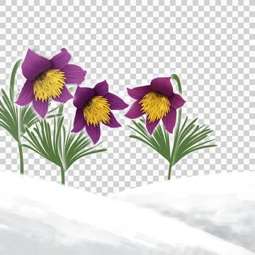 Hello Big spring on transparent Stock Illustration