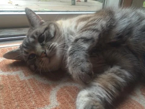 Hello Cat Stock Photos