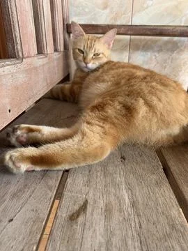 Hello cat 库存照片