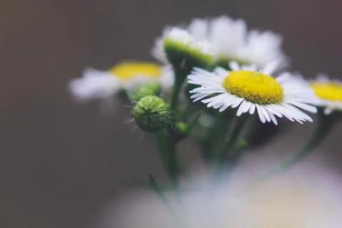 Hello daisies 스톡 사진