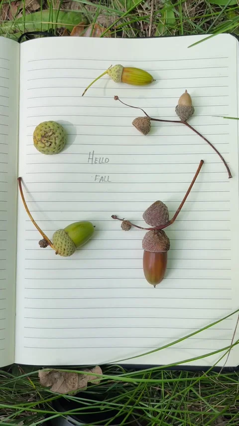 Hello Fall written in journal decorated with acorns Stock Footage 344410689