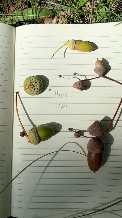 Hello Fall written in journal decorated with acorns Stock Footage 344410700