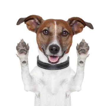 Hello goodbye high five dog Stock Photos
