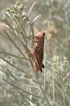 Hello Grasshopper Stock Photos