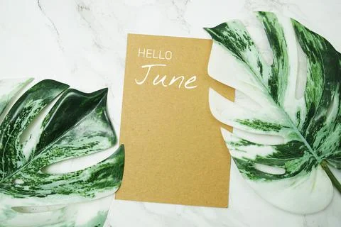 Hello June typography text with Monstera Leave on marble background 库存照片