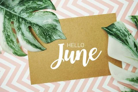 Hello June typography text on paper card with Monstera leaves 库存照片