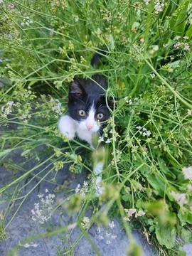 Hello kitty Stock Photos