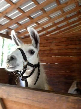 Hello Lama Foto stock