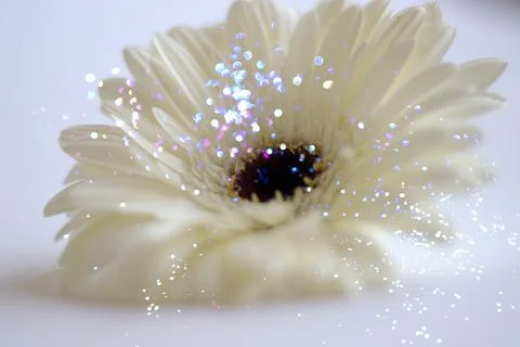 Hello March background with Gerbera flower Foto stock