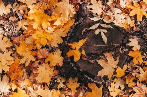 Hello October. Natural looking tree stump and yellow maple leaves 스톡 사진