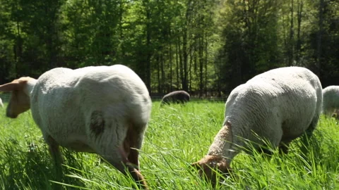 HELLO SHEEP Video stock 182481339