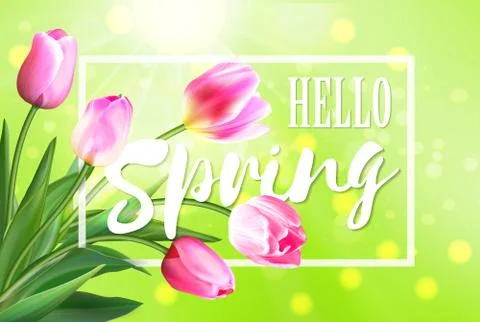 Hello spring banner. Greeting card background. Tulip flowers and lettering 스톡 일러스트