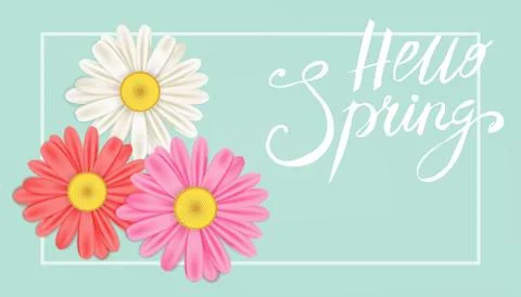 Hello Spring banner. Hand drawn lettering. Background with chamomile, daisy Stock Illustration