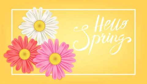 Hello Spring banner. Hand drawn lettering. Background with chamomile, daisy Illustrazione stock