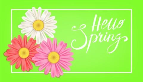 Hello Spring banner. Hand drawn lettering. Background with chamomile, daisy Stock Illustration