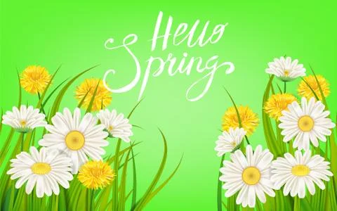 Hello Spring banner. Hand drawn lettering. Background with chamomile, daisy Illustrazione stock