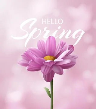 Hello spring banner with realistic pink chrysanthemum flower Stock Illustration