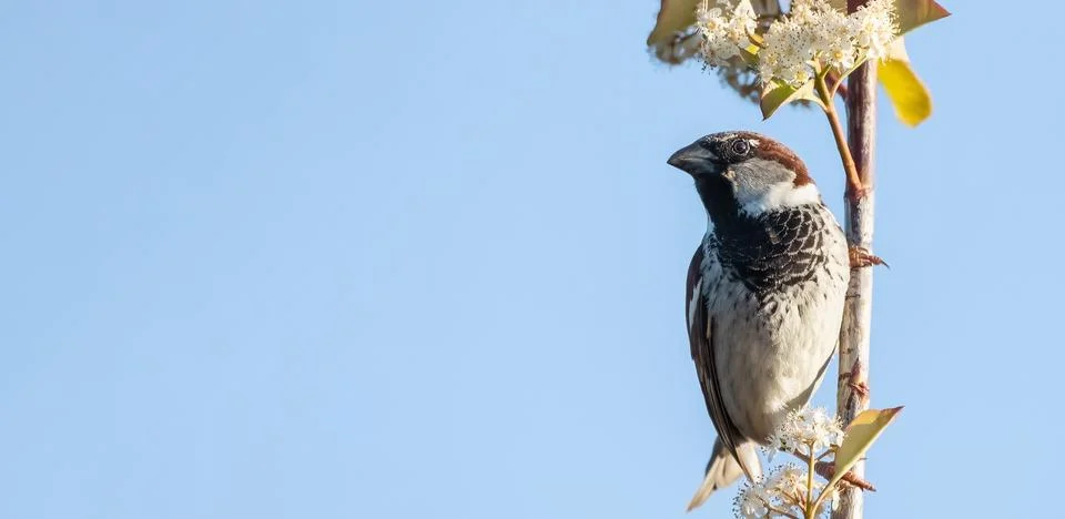 Hello spring banner with tree sparrow small bird sitting on the branch photinia Stock Photos