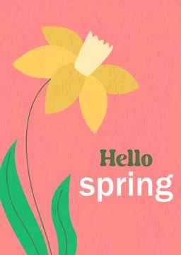 Hello Spring card with daffodil on pink background Stock Illustration