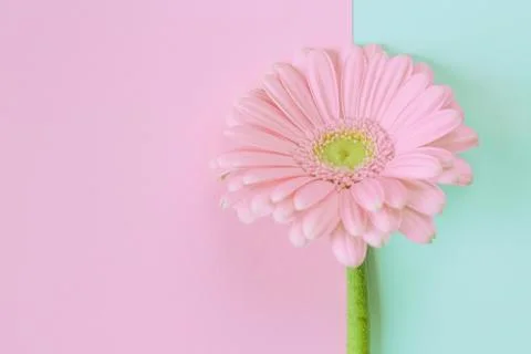 Hello spring composition with single flower on a light pastel background 库存照片