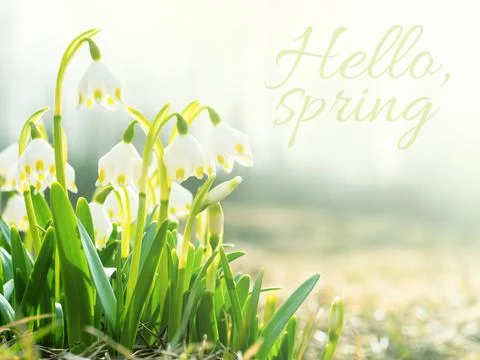 Hello Spring concept. Snowdrops, first spring flowers in meadow, symbol of Stock Photos