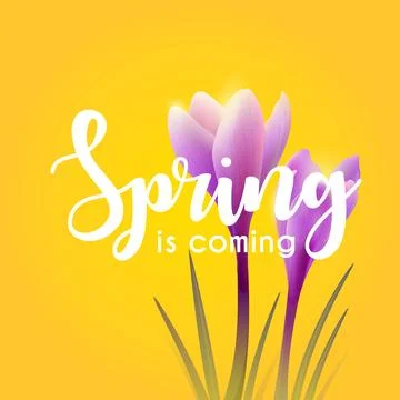 Hello spring. Crocuses Stock Illustration