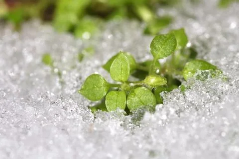 Hello spring, first plants germinate through snow Stock Photos
