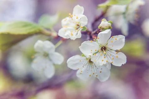 Hello Spring. Flowers background. Spring flowering cherry, white flowers close Stock Photos