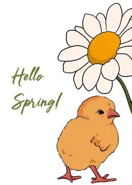 Hello spring greeting card with chick and chamomile on a white background Stock Illustration