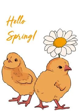 Hello spring greeting card with chick and chamomile on a white background Stock Illustration
