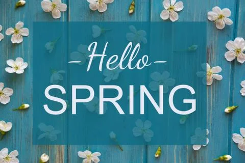 Hello Spring. Greeting card with the first flowers of an apricot tree on a bl Stock Photos