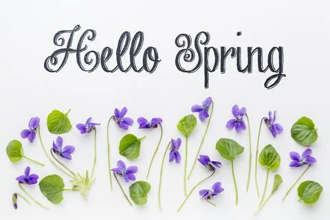 Hello Spring greetings with viola flowers Stock-Fotos