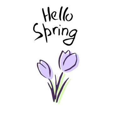Hello Spring Lettering. Cute lilac flowers. sketch. crocus Stock Illustration