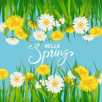 Hello Spring lettering template background with flowers dandelions and daisies Stock Illustration