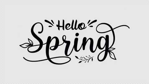 Hello Spring Lettering Text Animation with leaf. Handwriting animation Stock Footage 313817448
