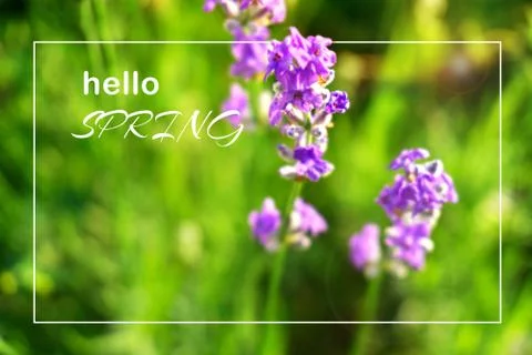 Hello spring poster with white frame, blurred macro of lavender bunch 写真素材