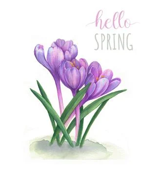 Hello Spring. Spring flowers snowdrops. Stock Illustration