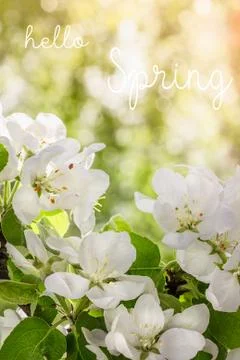 Hello spring text.  Apple tree in early spring Stock Photos