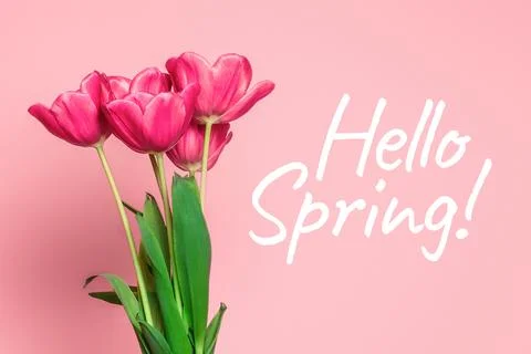 Hello spring text, beautiful pink tulips on pink background greeting card c.. Stock Photos