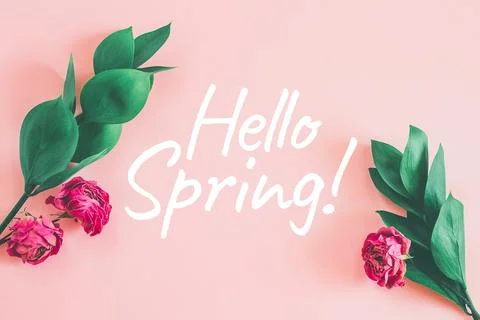 Hello spring text, beautiful pink roses on pink background greeting card Stock Photos