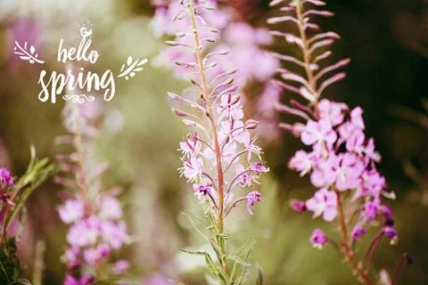 Hello spring text. color flower background. Macro shot. Copyspace for design Stock Photos