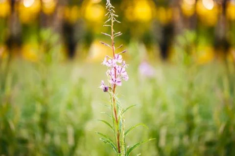 Hello spring text. color flower background. Macro shot. Copyspace for design Stock Photos