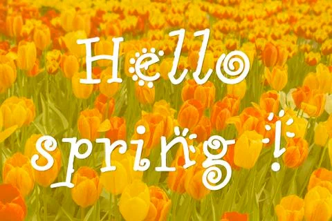 Hello spring, text cute font on tulip blossom background. Beautiful spring po Stock Photos