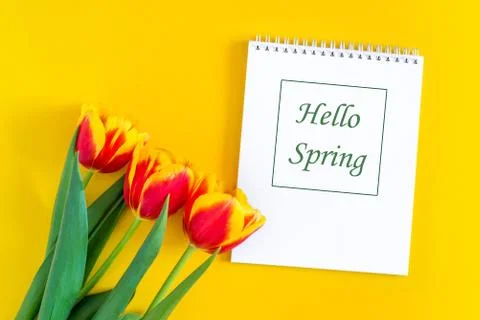 Hello spring text in Notepad and beautiful red and yellow fresh tulips. flat lay Stock Photos