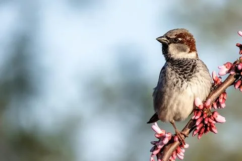 Hello spring from tree sparrow small bird sitting on the red buds Judas tree Stock Photos