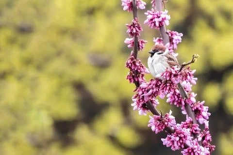 Hello spring from tree sparrow small bird sitting on the red buds Judas tree Stock Photos