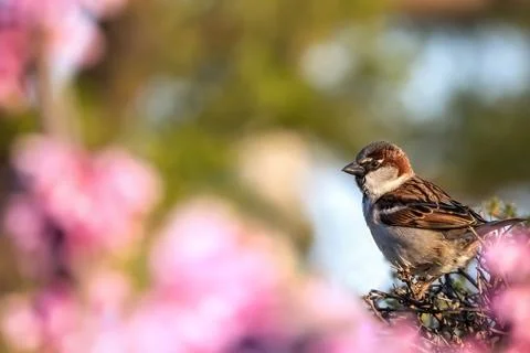Hello spring from tree sparrow small bird sitting on the tree with pink flowers Stock Photos
